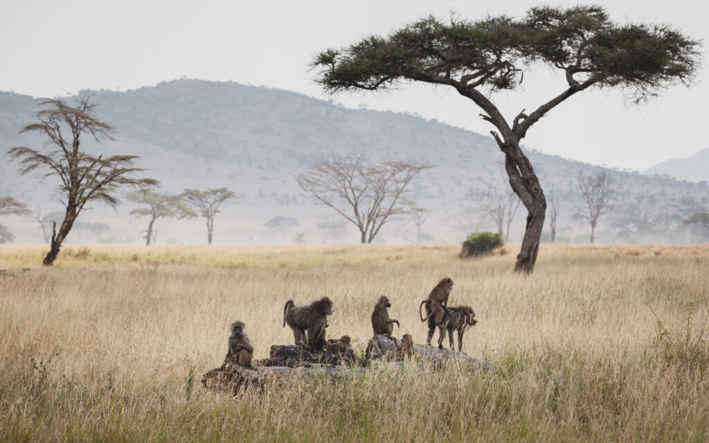 African Travel Destinations: Animals in the wild - Group of baboons in the Serengeti plains, Tanzania