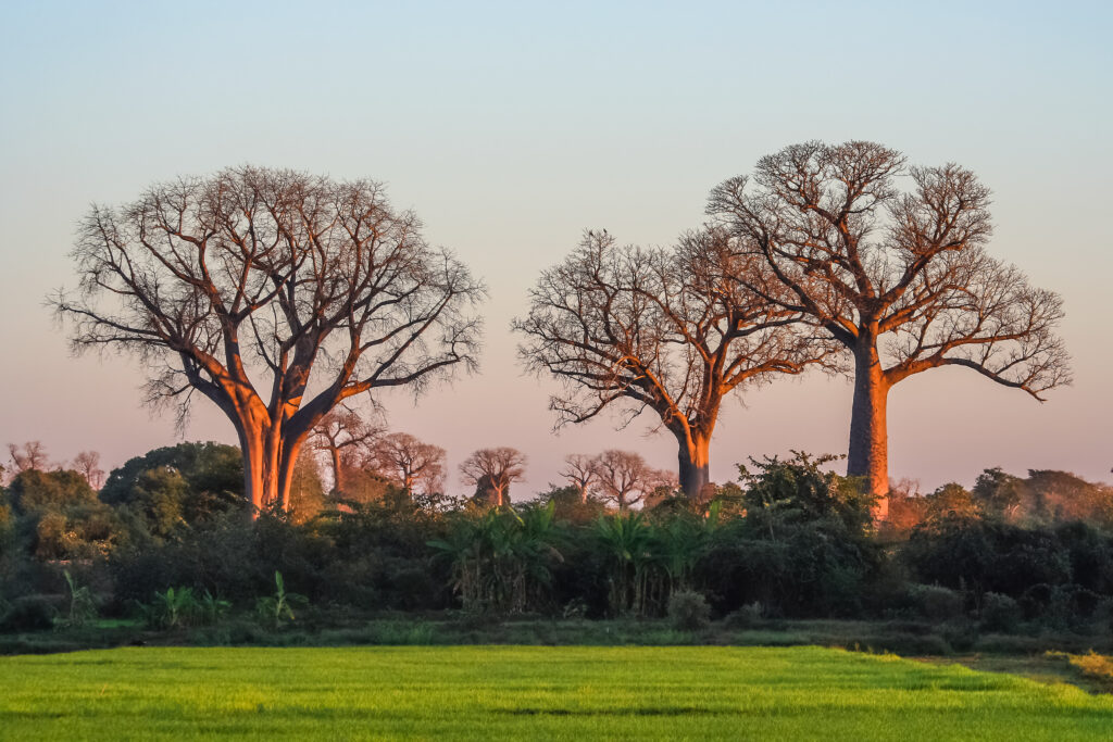 Baobab trees in the western part of Madagascar