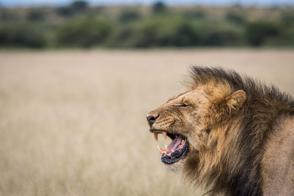 Big male Lion yawning in the CKGR, Botswana.